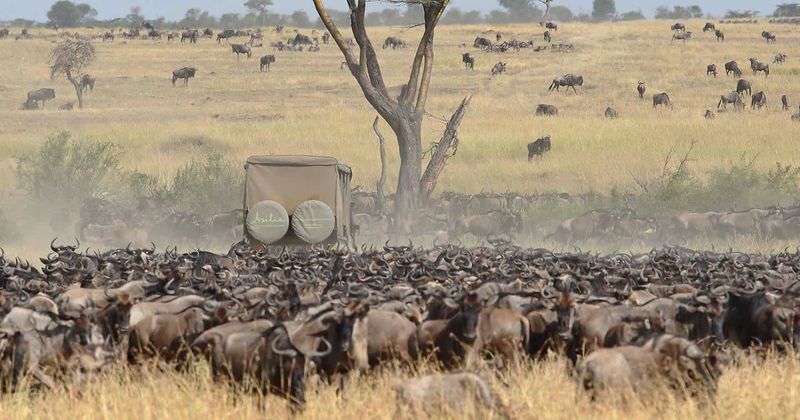 Wildebeest during the Great Migration crossing the Serengeti plains in Tanzania with safari vehicles in the background