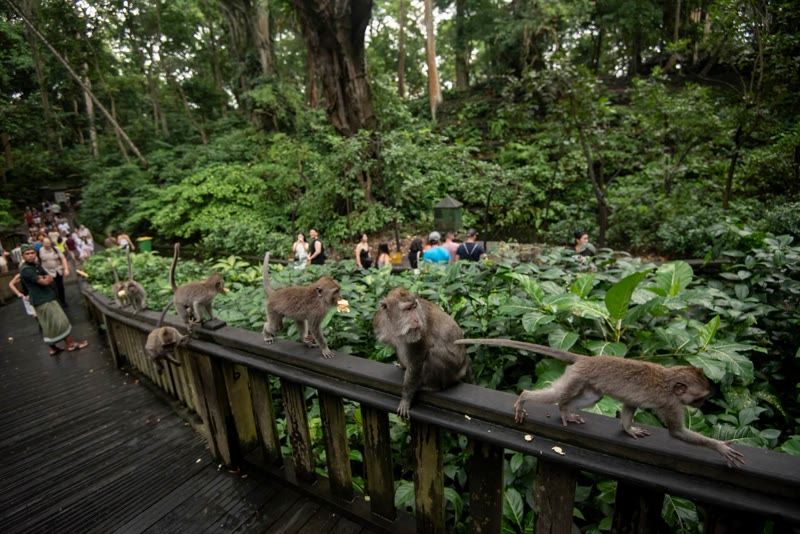 Sacred Monkey Forest Ubud Bali — ancient temple surrounded by jungle and macaque monkeys