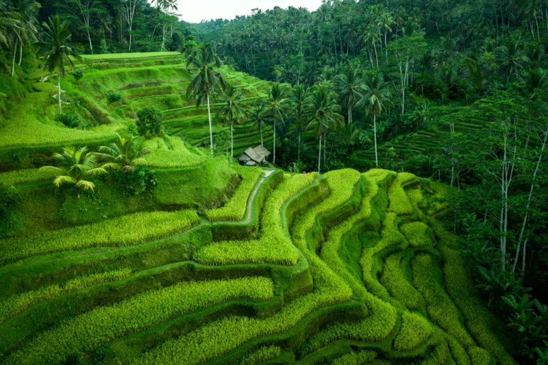 Tegallalang Rice Terraces in Ubud, Bali — lush green terraced rice paddies carved into misty hillsides