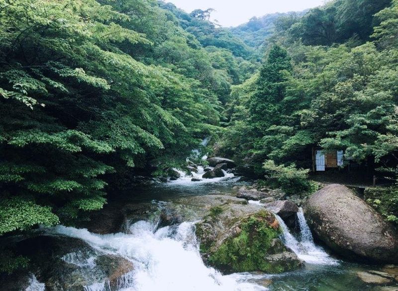 Ancient cedar forest on Yakushima Island, Japan