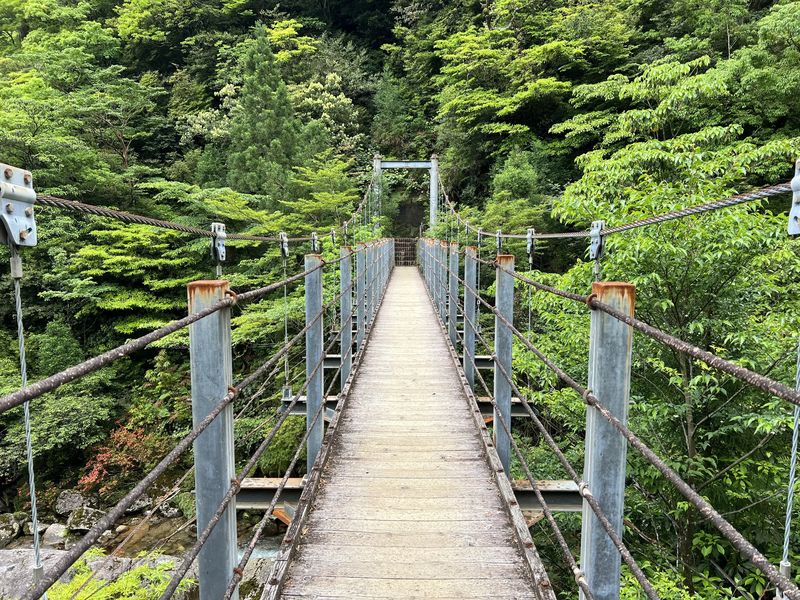 Mossy forest trail on Yakushima, Kagoshima, Japan