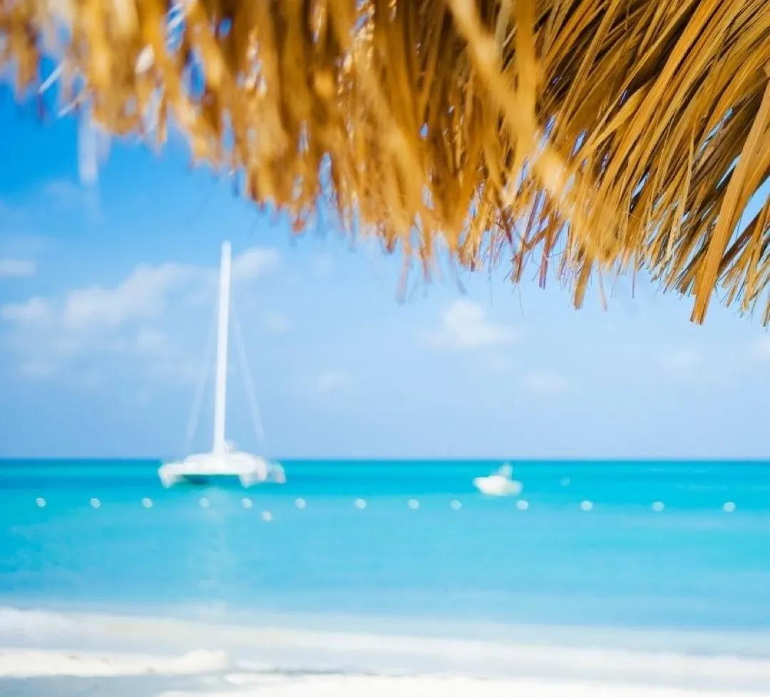 Iconic Fofoti trees stand sentinel on the pristine white sands of Eagle Beach in Aruba, with calm turquoise waters glistening under a bright sun.
