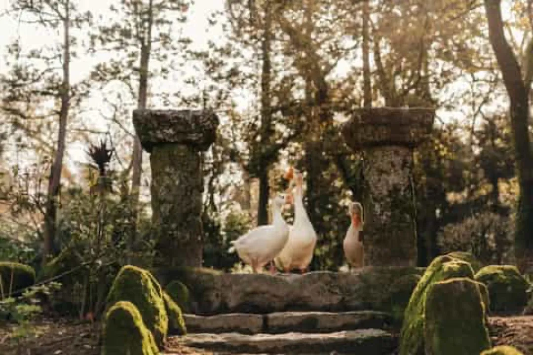 Aveleda Wine Country