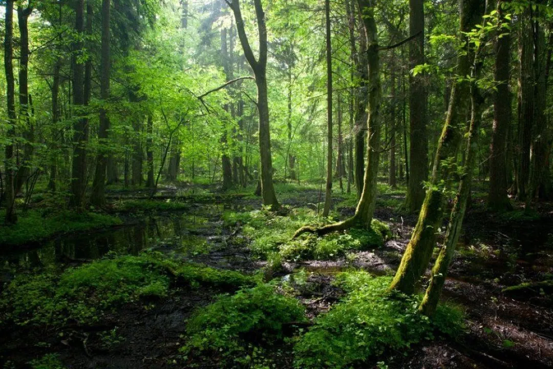 Białowieża Forest