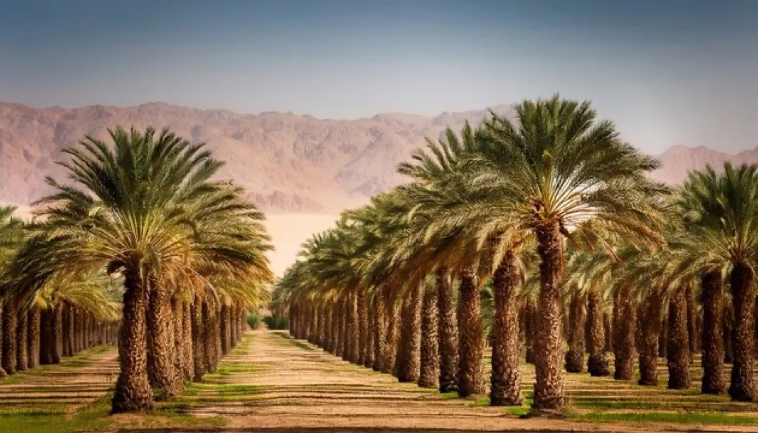Buraidah