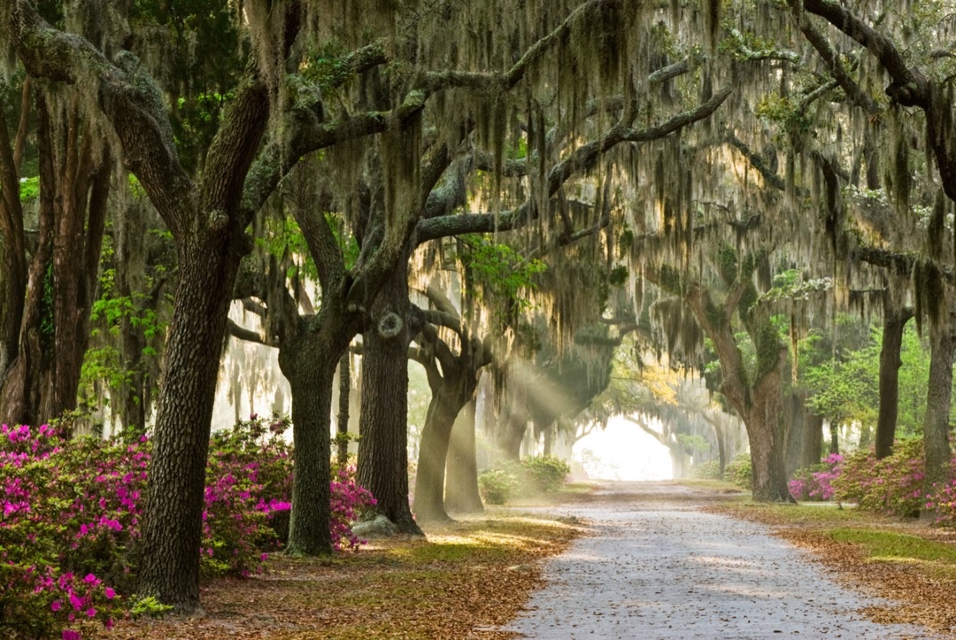 Spanish moss-draped live oaks framing a pathway in Forsyth Park, with a grand fountain gleaming under dappled sunlight in Savannah.