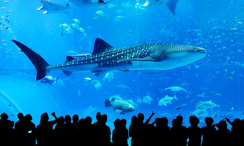 Whale Sharks, Art, Shopping & Glowing Gardens, Osaka, Japan