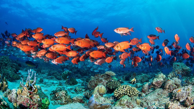 Dive the Best Reefs in the World — Maaya Thila & Fish Head, Sri Lanka & Maldives
