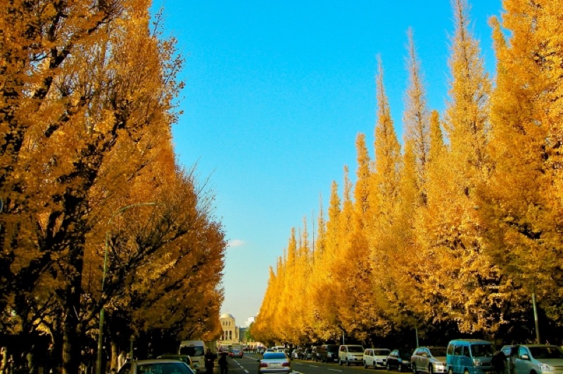 Golden Ginkgo Avenue & Aoyama Afternoon, Tokyo, Japan