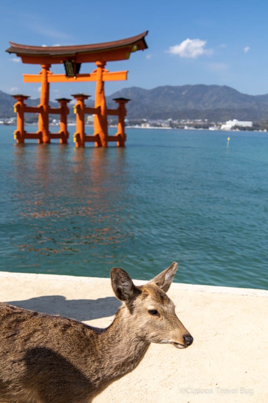 Miyajima Day, Shrine Views, Deer, Ropeway & a Real Hike Option, Japan