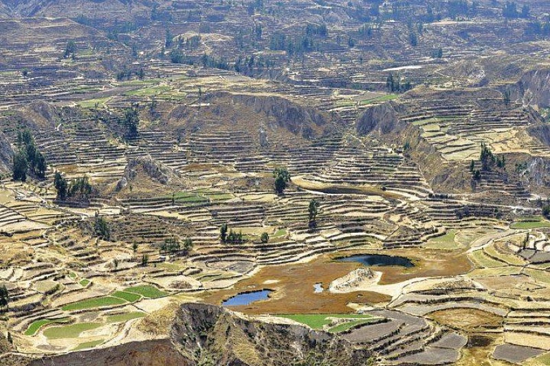 Colca Canyon — Condors & Terraces, Peru