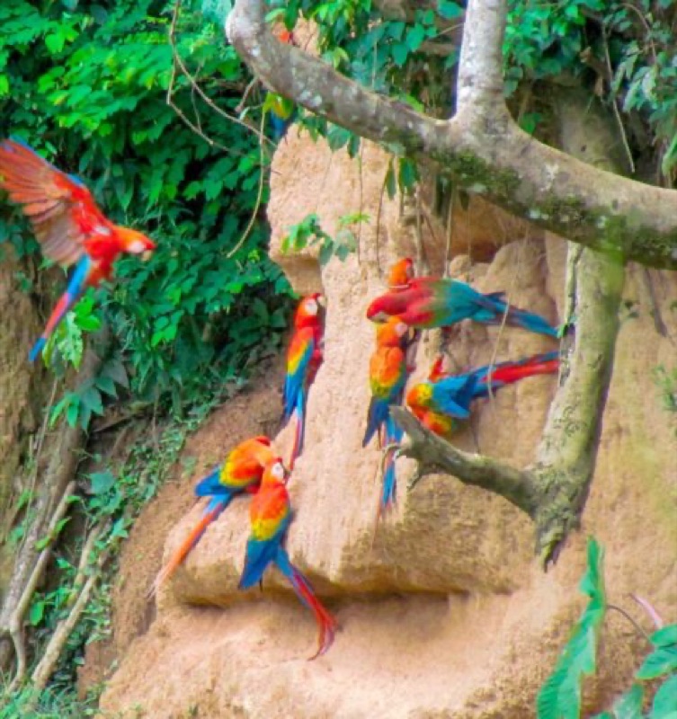 Macaw Clay Lick & Canopy Walk, Peru