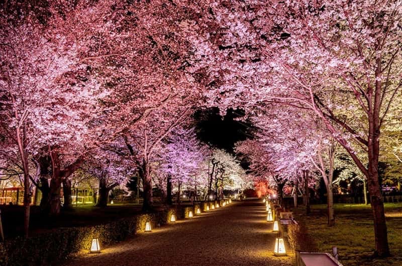 Meiji Shrine, Yoyogi Park & Roppongi Night Out, Japan