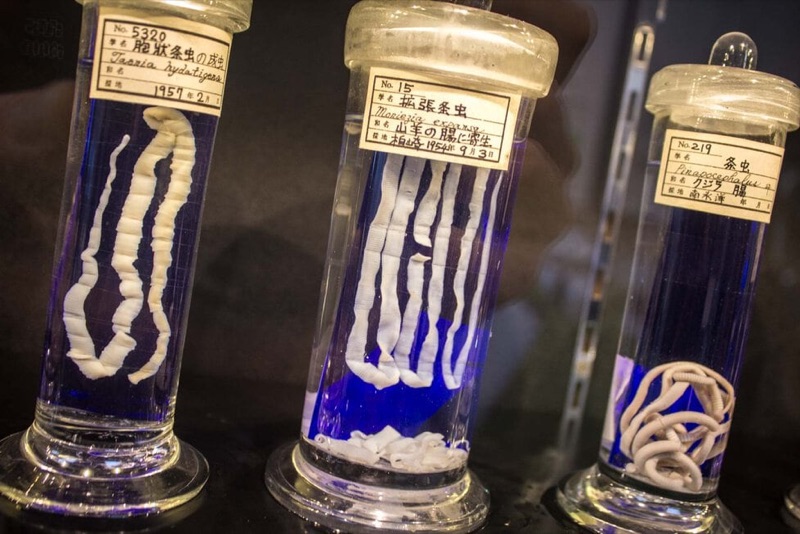 Sewerage Museum, Parasites & One Last Night Out, Tokyo, Japan