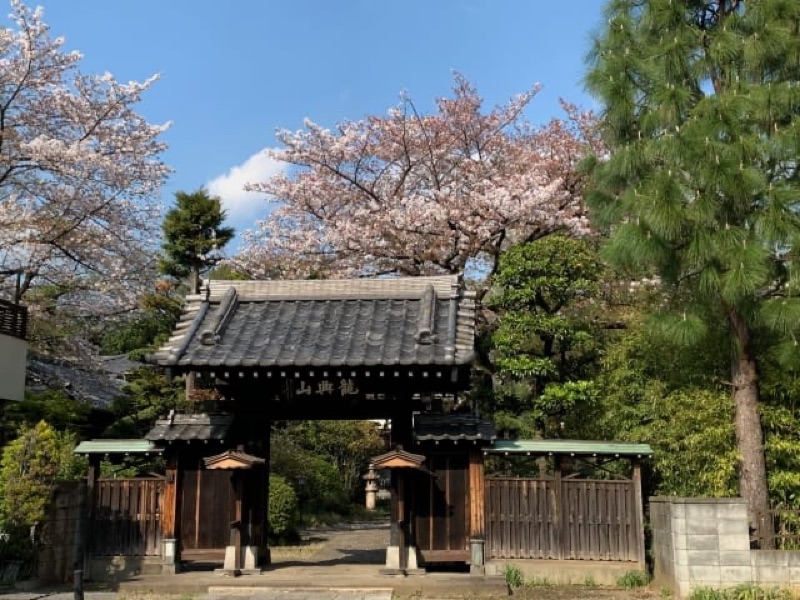 Imperial Moat Blossoms, Yanaka Old Town & Ueno Hanami, Tokyo, Japan