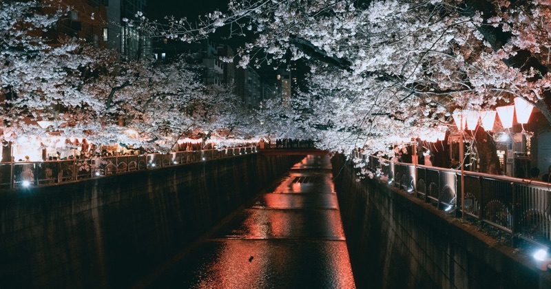 Shibuya, Harajuku & Meguro River Night Sakura, Tokyo, Japan