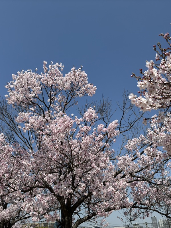 Sayamaike Cherry Blossoms, Tadao Ando & Onsen, Osakasayama, Osaka Prefecture, Japan
