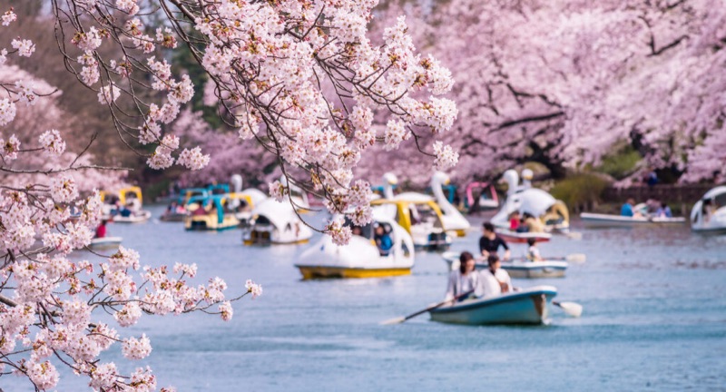 Vintage Shopping & Lakeside Strolls, Tokyo, Japan