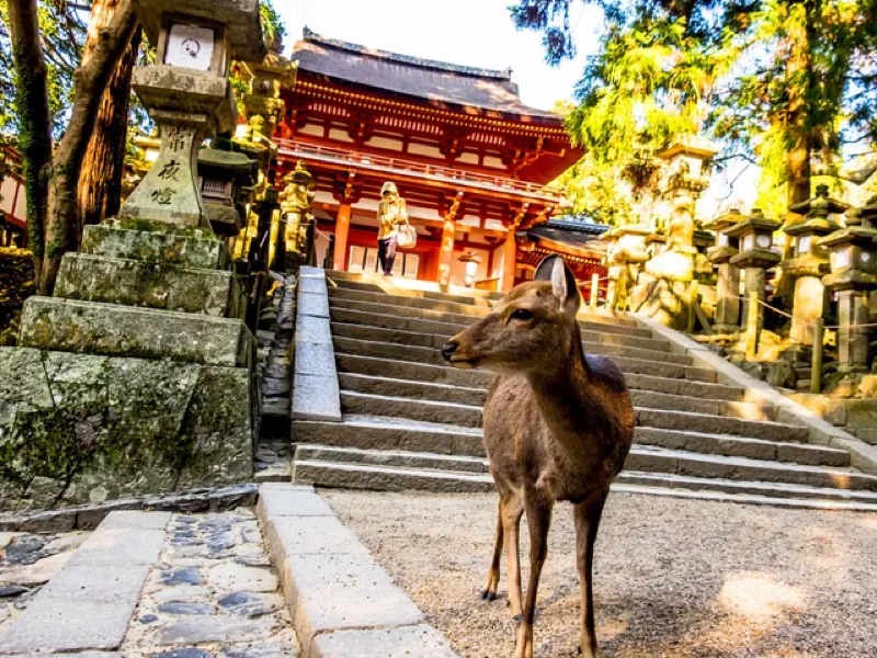 Nara Day Trip — Deer, Giant Buddha & Ancient Japan, Japan