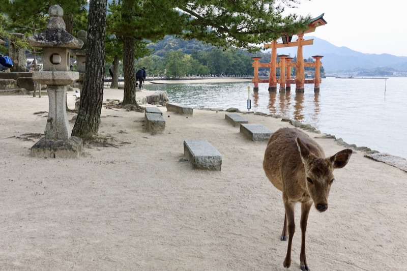 Miyajima — Floating Torii, Oysters & Sacred Deer, Japan