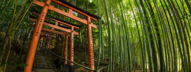 Fushimi Inari at Sunrise & Arashiyama Bamboo, Japan