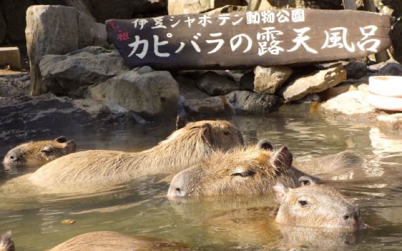 Izu Peninsula — Capybaras, Hot Springs & Coastal Beauty, Japan