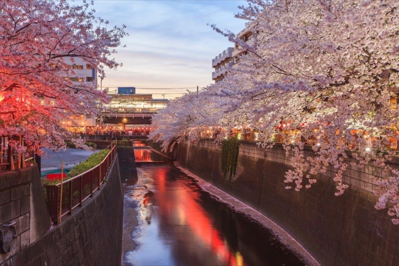 The Refined Side: Ebisu, Daikanyama & Meguro River, Tokyo, Japan