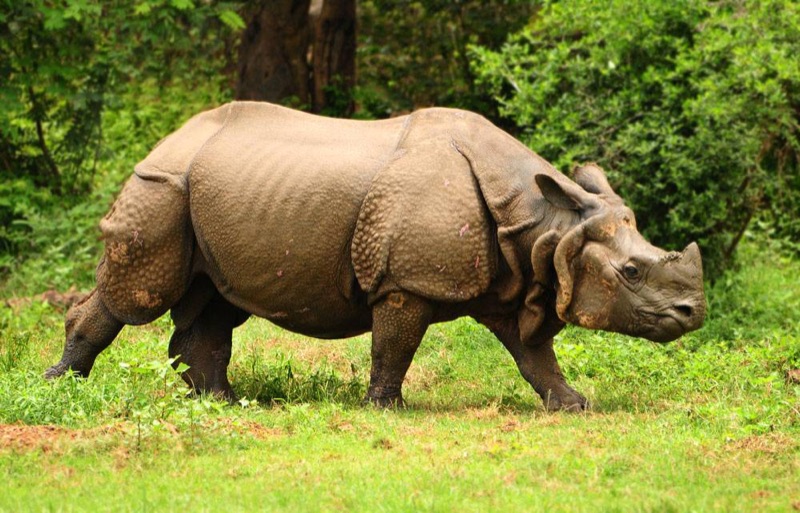 Rhino Country, Northeast India