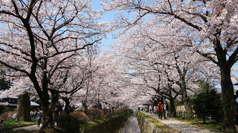Sakura Kyoto: Philosopher's Path, Maruyama Park & Temple Gardens, Japan