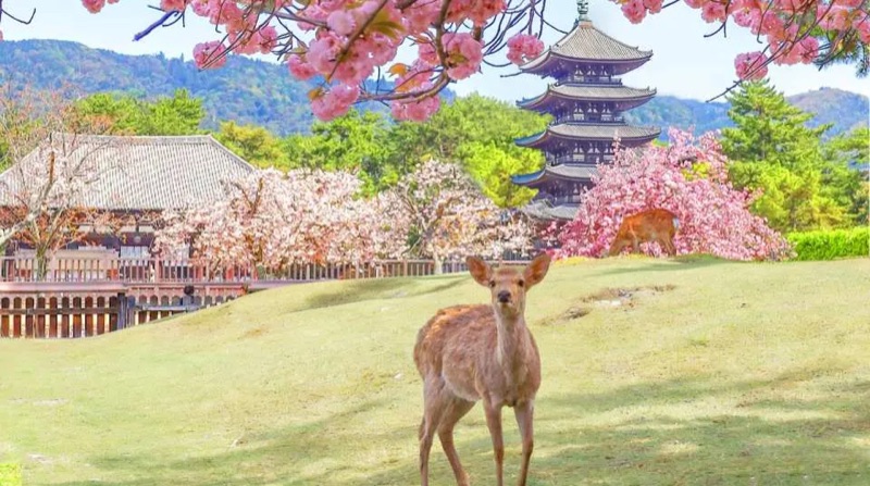 Deer, Giant Buddhas & Spring Blossoms: Nara Day Trip, Japan