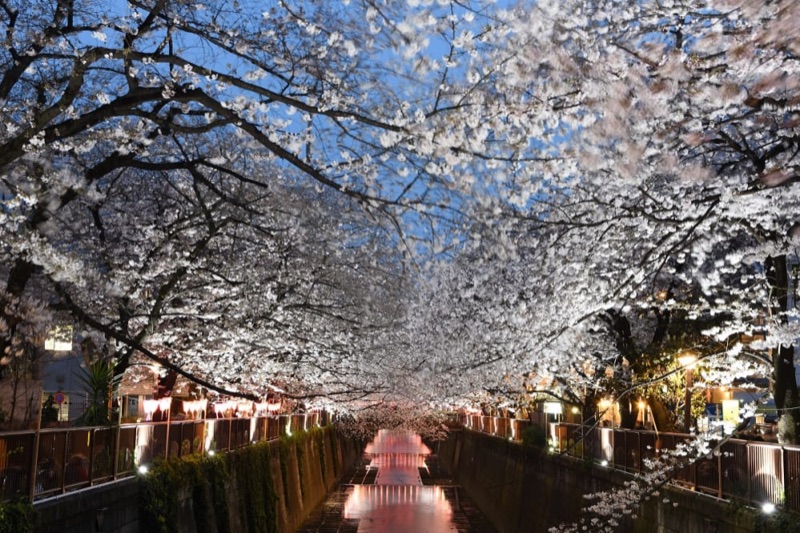 Homecoming: Osaka to Your New Life in Naka-Meguro, Japan