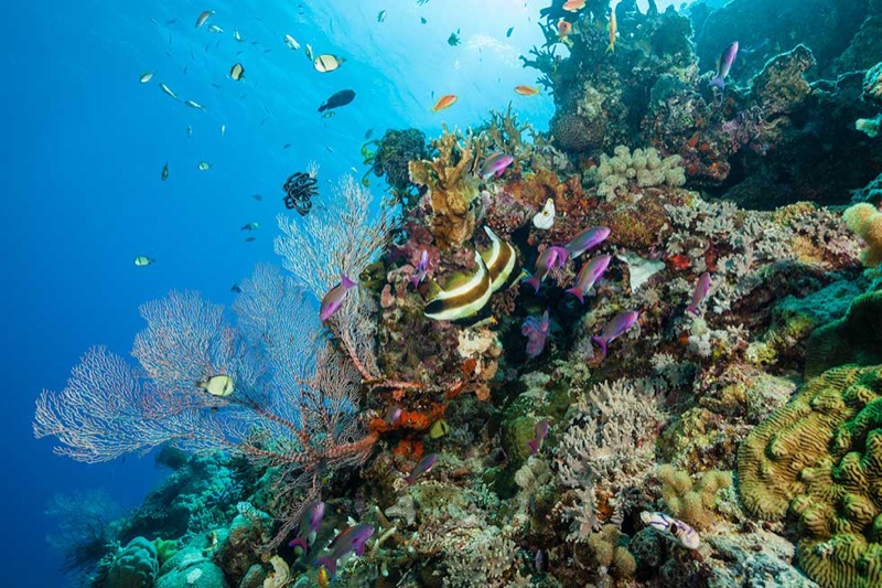 Great Barrier Reef — Snorkelling the World's Largest Living Structure, Australia & New Zealand