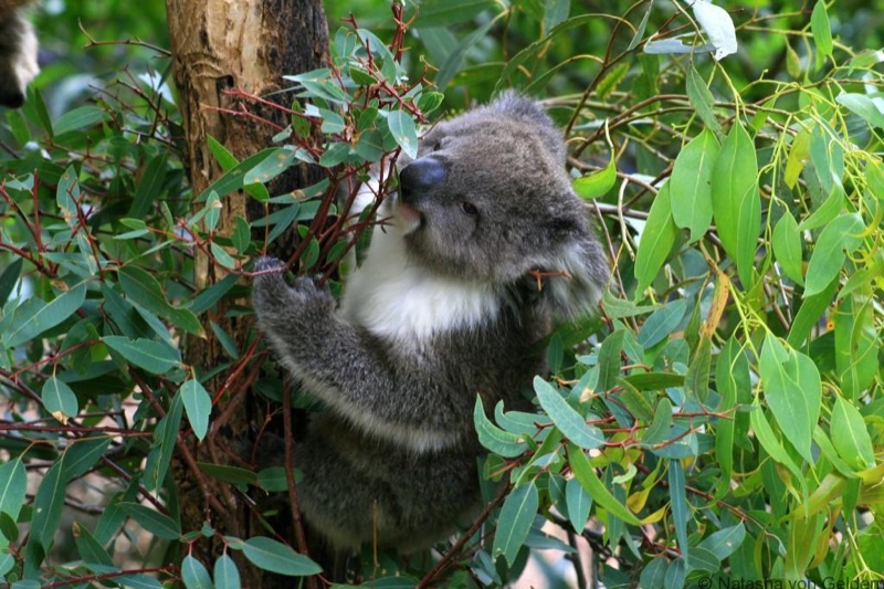 Melbourne Surrounds — Healesville Sanctuary & Dandenongs, Australia & New Zealand