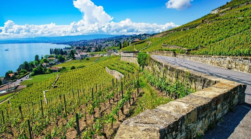 Lavaux UNESCO Vineyards — Terraces of Gold, Switzerland