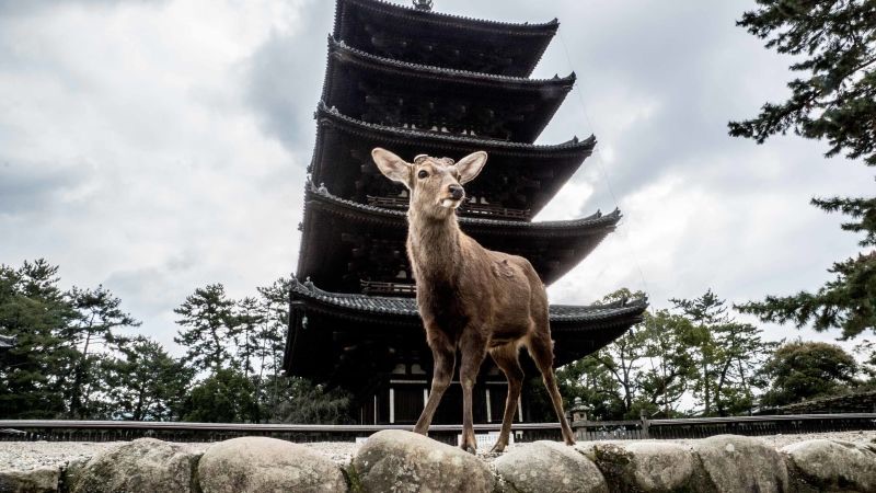 Nara's Sacred Deer & Return to Kyoto, Tokyo, Japan