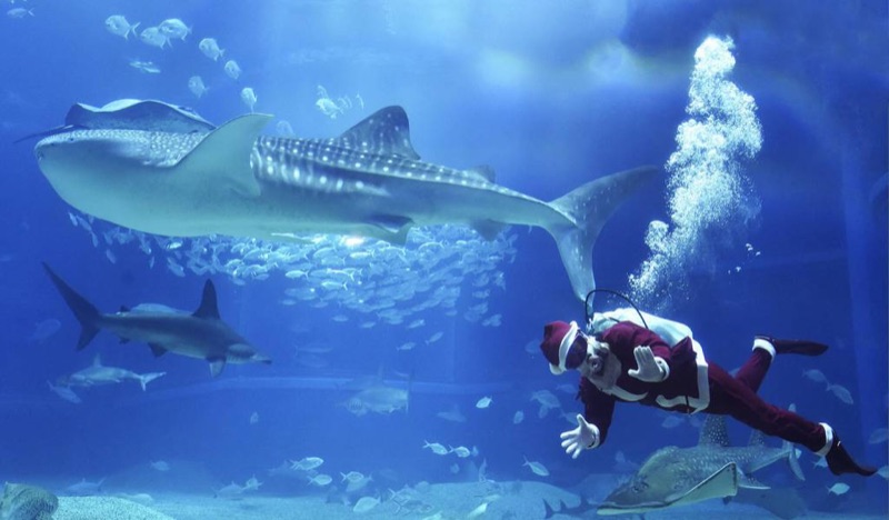 Whale Sharks, Bay Sunsets & Osaka Farewell, Osaka, Japan