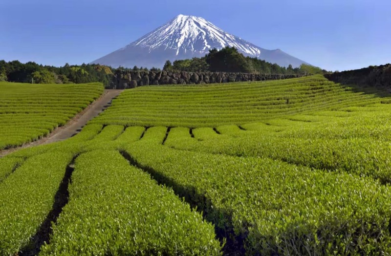 Shizuoka: Tea Fields, Mt. Fuji Views & Shogun Legacy, Japan