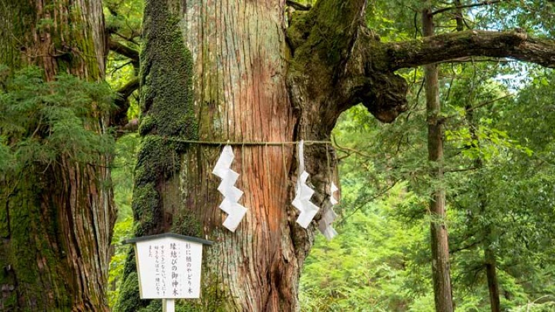 Sacred Nikko: Shrines in the Cedar Forest, Japan