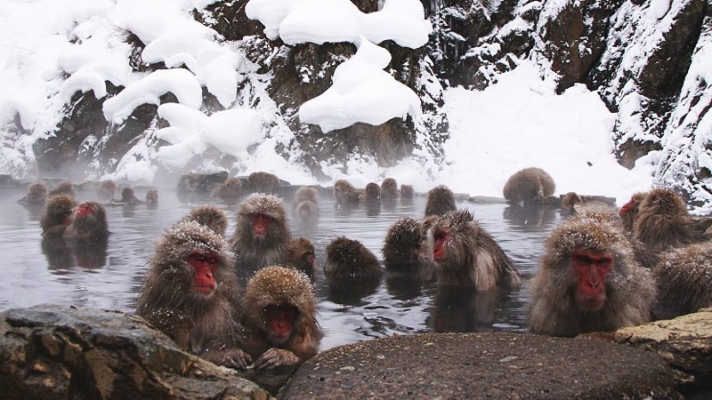 Snow Monkeys & Mountain Trails, Japan