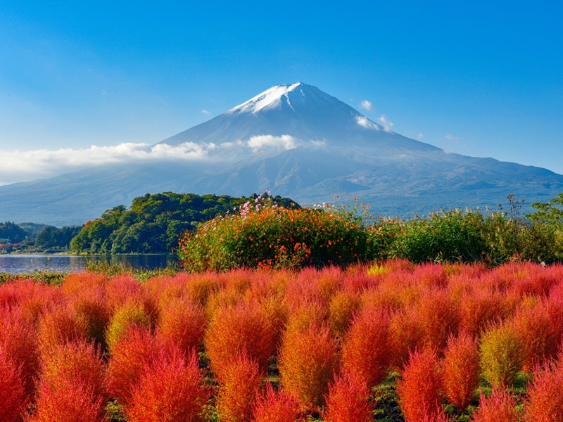 Framing Fuji: Lake Kawaguchi & Oishi Park, Japan