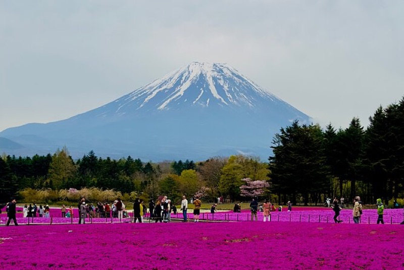 Fashion & Forest, Osaka, Nara, Mt. Fuji, Hakone, Tokyo, Japan