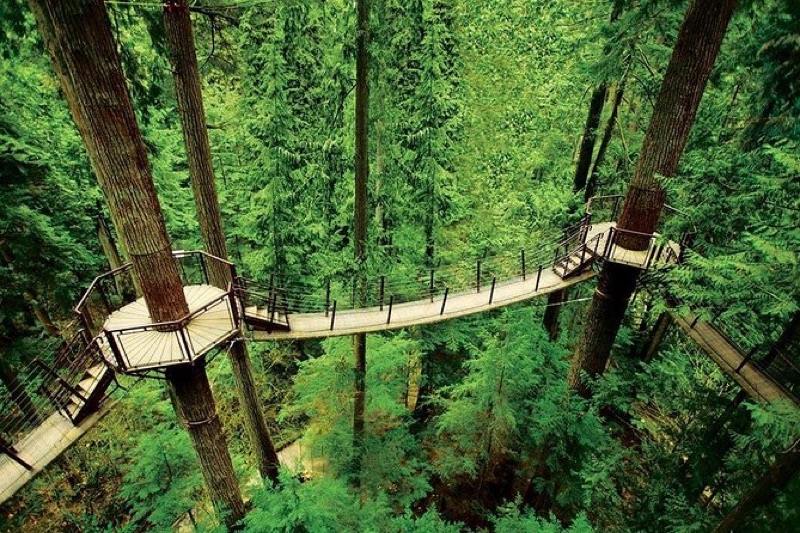 North Shore Mountains — Suspension Bridge, Forest Canopy & Korean BBQ Night, Vancouver, British Columbia, Canada