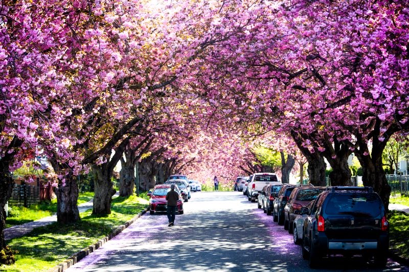 Stanley Park Seawall, Queen Elizabeth Park Cherry Blossoms & Steak Night, Vancouver, British Columbia, Canada