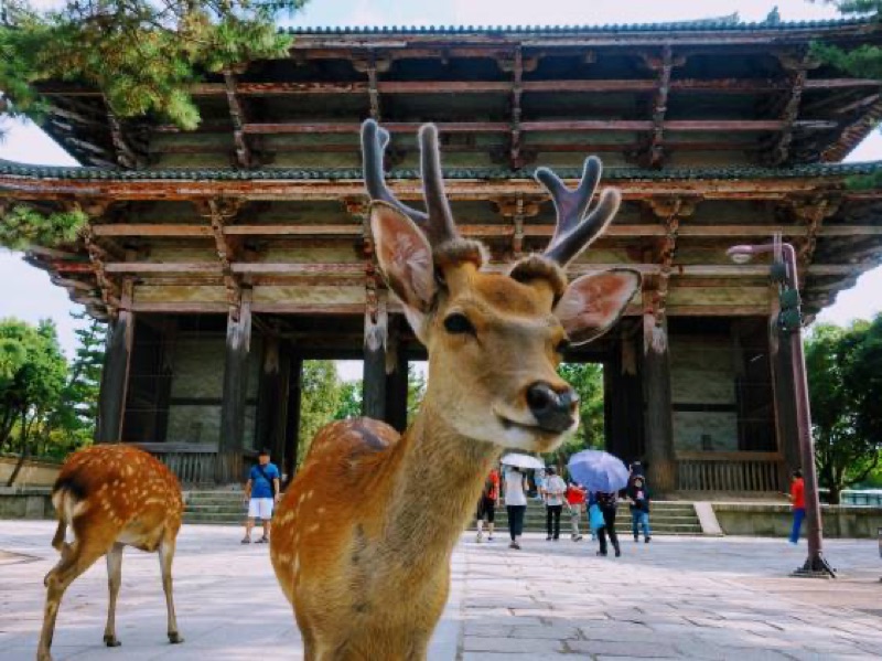Nara — Sacred Deer, Ancient Temples & Maple Fire, Osaka, Nara, Mt. Fuji, Hakone & Tokyo, Japan