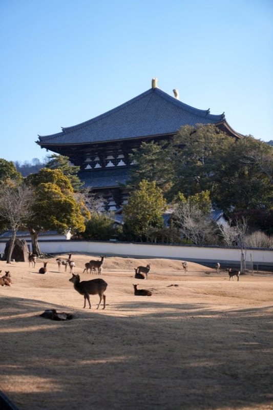 Nara Day Trip: Deer, Mochi & Old-Town Charm, Tokyo & Kyoto, Japan