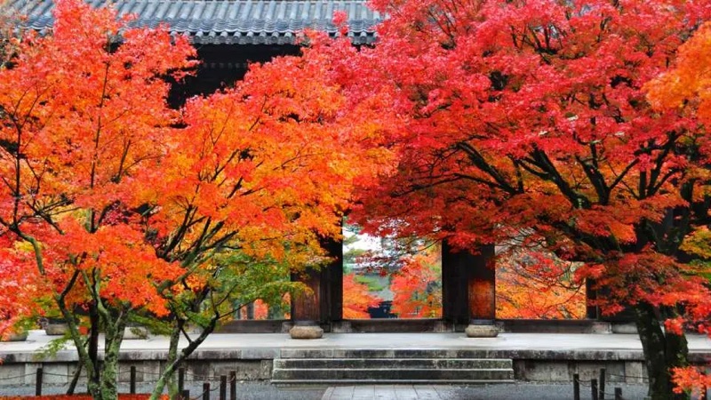 Autumn Temples & Ukiyo-e Immersion, Kyoto, Japan