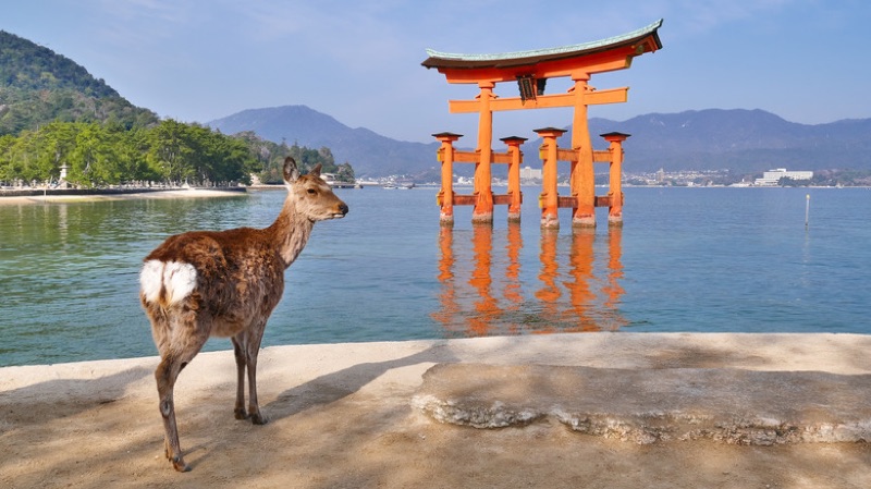 Miyajima Island — Floating Torii & Sacred Deer, Japan