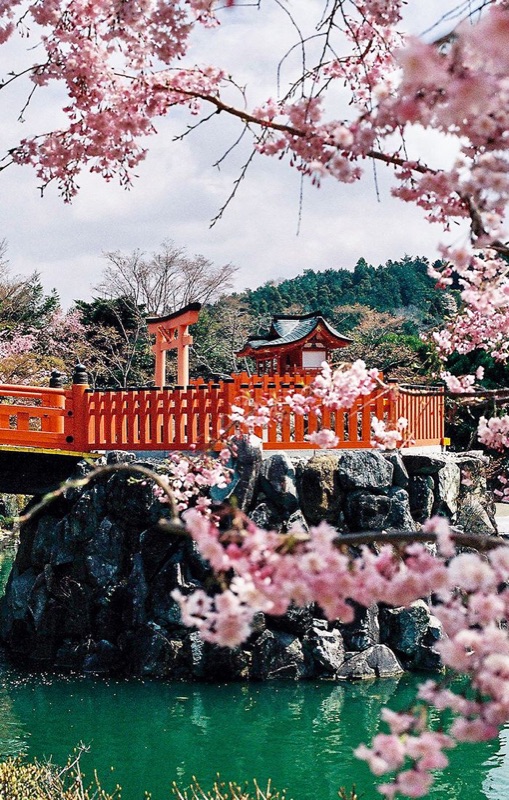 Return to Tokyo — Cherry Blossoms & Farewell Feast, Japan