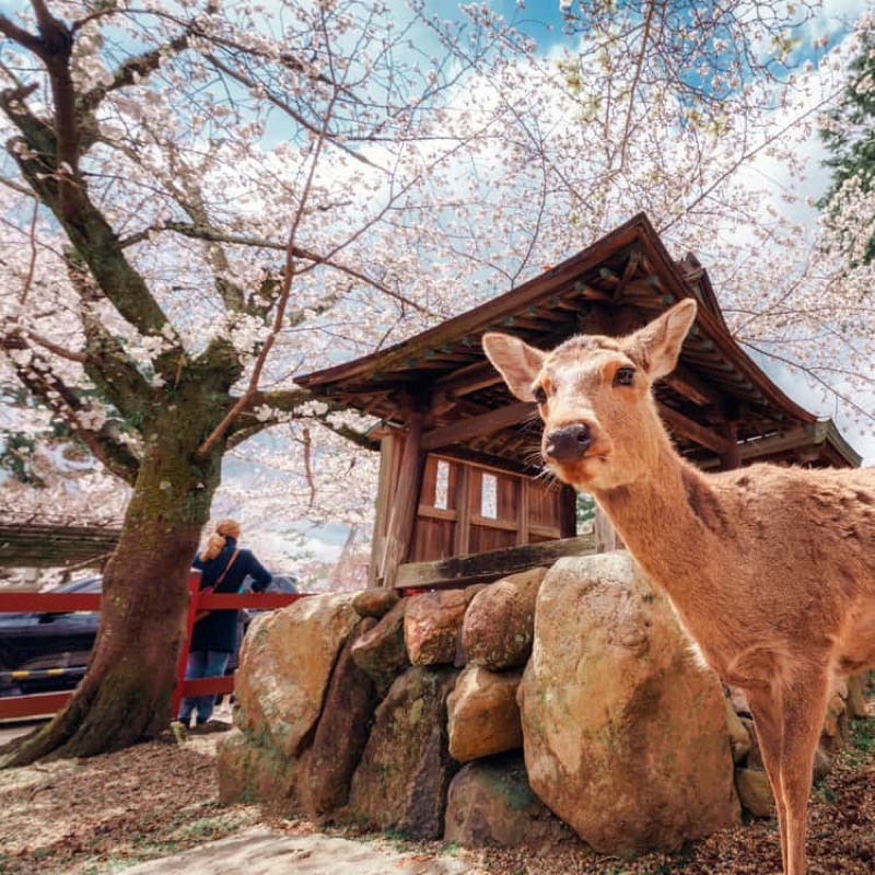 Sacred Deer & Ancient Temples, Tokyo · Osaka · Kyoto