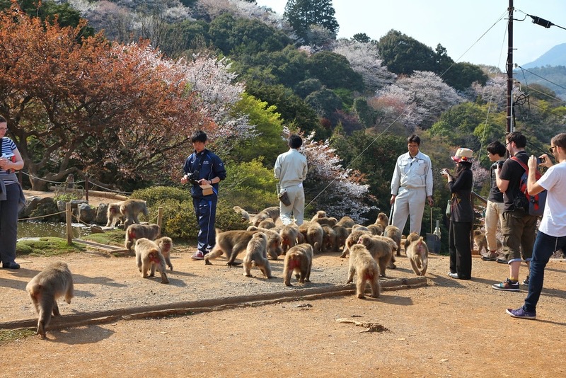 Bamboo Groves & Monkey Mountains, Tokyo · Osaka · Kyoto